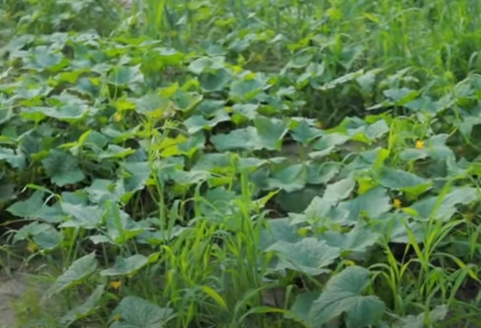 Собственное озеро и фонтан из Италии: Зибров показал свое роскошное загородное имение